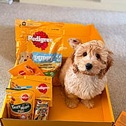 River is registered to the contest to win money with this photo: adorable, animal, box, carpet, closeup, curly_fur, cute, dog, dog_food, fluffy, indoor, looking_up, package, pedigree, pet, puppy, small_dog, snack, treats, yellow