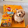 adorable, animal, box, carpet, closeup, curly_fur, cute, dog, dog_food, fluffy, indoor, looking_up, package, pedigree, pet, puppy, small_dog, snack, treats, yellow