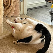 Oreo joined the competition — help win amazing prizes! cat, black_and_white_cat, carpet, plush_toy, stuffed_animal, playful, scratching_post, indoor, toy, feather_toy, door, floor, tail, pet, feline, relaxing, home, animal, cute, cozy