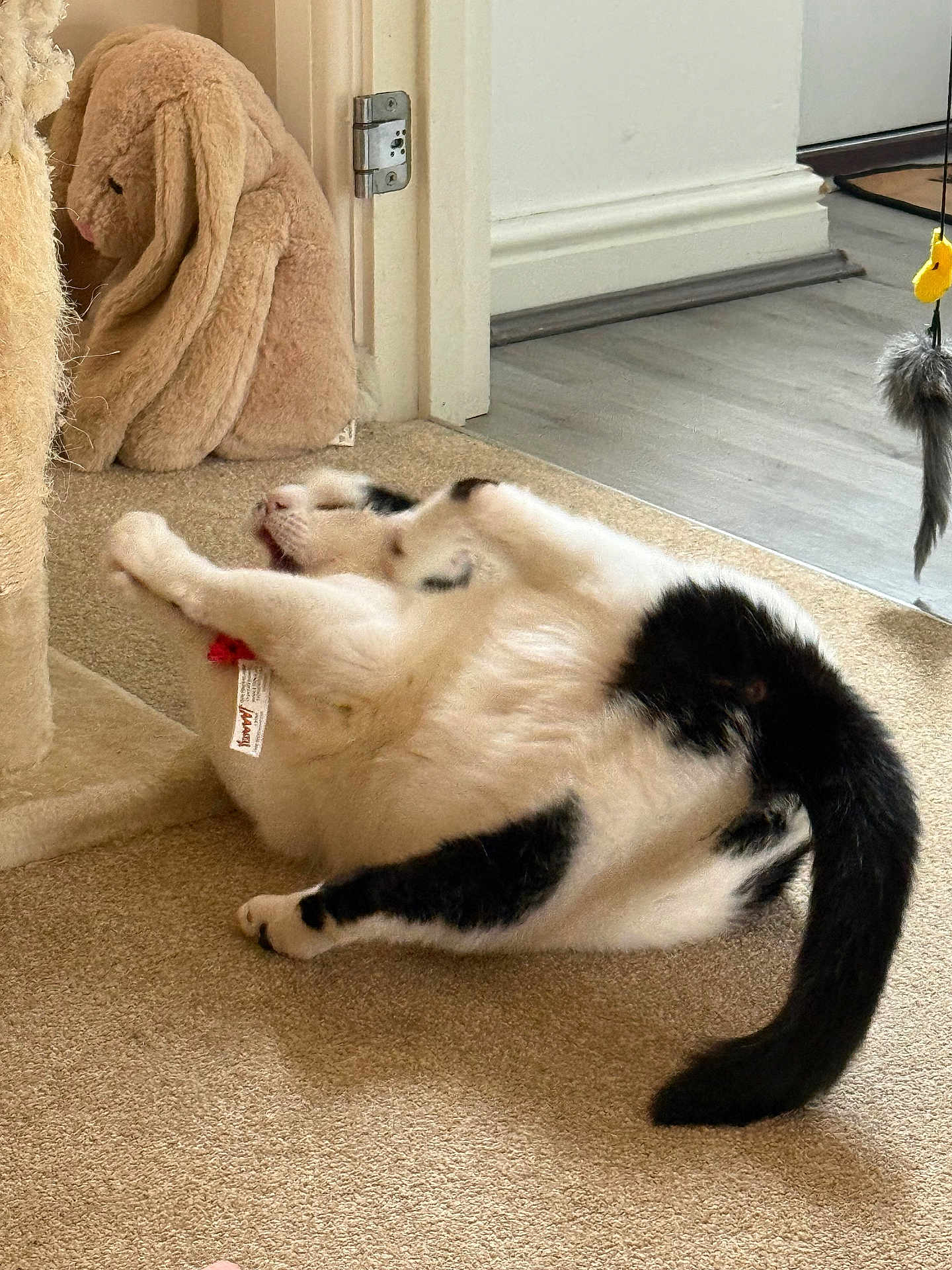 Oreo joined the competition — help win amazing prizes! cat, black_and_white_cat, carpet, plush_toy, stuffed_animal, playful, scratching_post, indoor, toy, feather_toy, door, floor, tail, pet, feline, relaxing, home, animal, cute, cozy