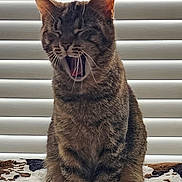 Cleocatra is registered to the contest to win money with this photo: cat, tabby, animal, pet, yawning, fur, whiskers, indoor, blanket, window_blinds, sitting, closeup, sleepy, cute, mammal, domestic_cat, face, ears, mouth_open, fur_pattern