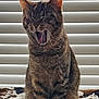 cat, tabby, animal, pet, yawning, fur, whiskers, indoor, blanket, window_blinds, sitting, closeup, sleepy, cute, mammal, domestic_cat, face, ears, mouth_open, fur_pattern