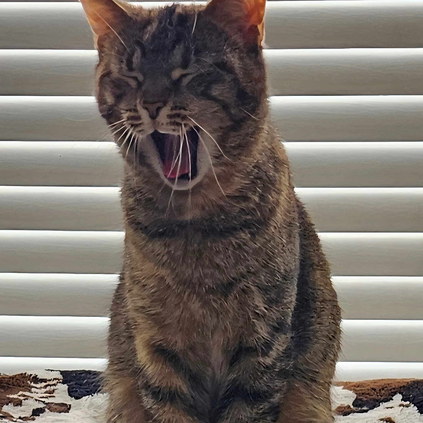 Cleocatra
