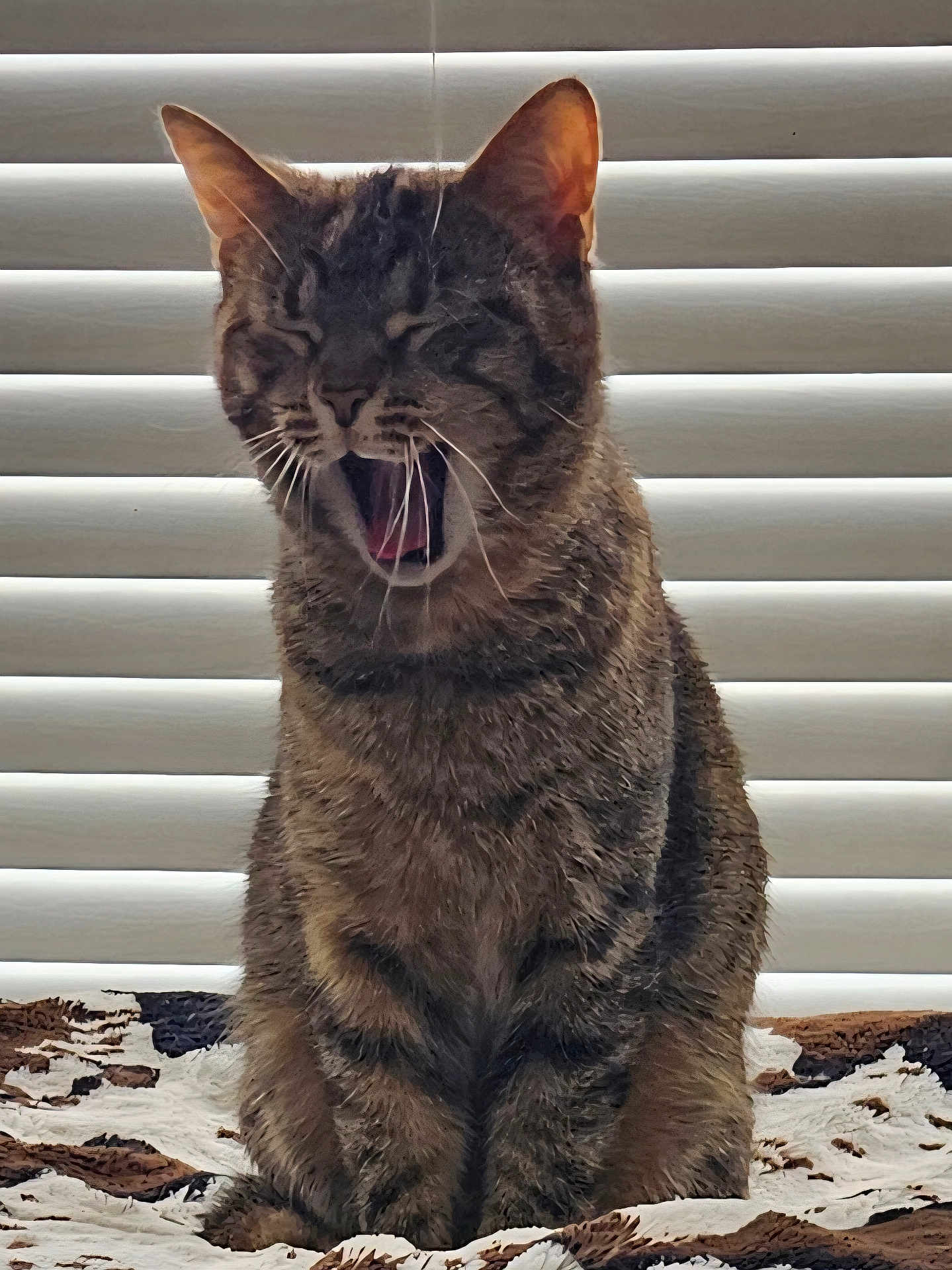 Cleocatra