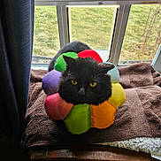 Spade is registered to the contest to win money with this photo: cat, black_cat, yellow_eyes, colorful_collar, flower_shaped_collar, window, towel, indoor, pet, animal, fur, curious, sitting, face, ears, whiskers, looking, brown, green, natural_light