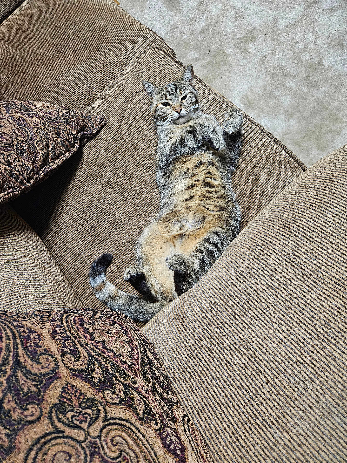 Spidergirl is registered to the contest to win money with this photo: cat, tabby, couch, striped, beige, cushion, patterned_cushion, carpet, indoor, relaxed, pet, feline, fur, paw, tail, whiskers, home, cozy, resting, animal