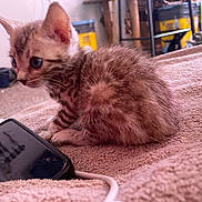 Lucious is registered to the contest to win money with this photo: alert, blanket, cat, close_up, cozy, curious, feline, furry, household_items, indoor, kitten, pet, phone, resting, scratched_screen, side_view, small, soft_texture, striped_fur, young_animal