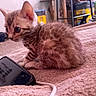 alert, blanket, cat, close_up, cozy, curious, feline, furry, household_items, indoor, kitten, pet, phone, resting, scratched_screen, side_view, small, soft_texture, striped_fur, young_animal