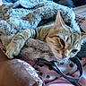 animal, bag, blanket, carrier, cat, closeup, cozy, ears, feline, fluffy, indoors, pet, portrait, relaxed, seated, sleepy, striped_fur, tabby, travel, whiskers