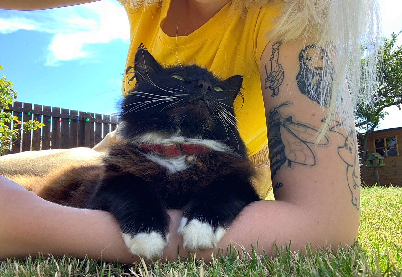 Cat is registered to the contest to win money with this photo: carnivore, cat, cool, fawn, felidae, grass, happy, human_leg, leisure, plant, sky, small_to_medium_sized_cats, snout, sunlight, t_shirt, tail, thigh, tree, whiskers, yellow