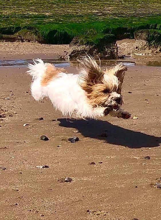 Winnie-bear is registered to the contest to win money with this photo: asphalt, canidae, carnivore, companion_dog, dog, dog_breed, fawn, felidae, fur, grass, paw, plant, road_surface, shadow, small_to_medium_sized_cats, soil, sporting_group, tail, terrestrial_animal, toy_dog