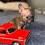Ms. Grimmy is registered to the contest to win money with this photo: animal, background_blur, carpet, closeup, curious, cute, dog, domestic_animal, ears, french_bulldog, indoor, pet, playful, puppy, red, small, texture, tongue, toy, toy_truck