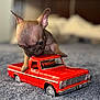 Ms. Grimmy is registered to the contest to win money with this photo: bed, bedroom, car, carpet, closeup, cute, dog, ears, fur, indoor, muzzle, pet, playful, puppy, red, small, soft_focus, toy_car, vehicle, wheel