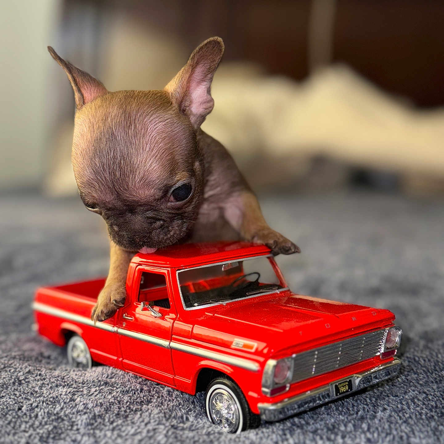 Ms. Grimmy is registered to the contest to win money with this photo: bed, bedroom, car, carpet, closeup, cute, dog, ears, fur, indoor, muzzle, pet, playful, puppy, red, small, soft_focus, toy_car, vehicle, wheel