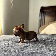 Ms. Grimmy is registered to the contest to win money with this photo: animal, bed, bedroom, blanket, brown, cozy, cute, dog, domestic_animal, fur, indoors, pet, puppy, quiet, side_view, sleeping_area, small, soft_light, standing, young