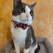 Ares participe au concours pour gagner de l'argent avec cette photo : animal, bow_tie, calm, cat, close_up, cute, decor, domestic_animal, feline, fur, gray_and_white, house_pet, indoor, pet_bed, portrait, posing, sitting, soft_texture, warm_colors, whiskers