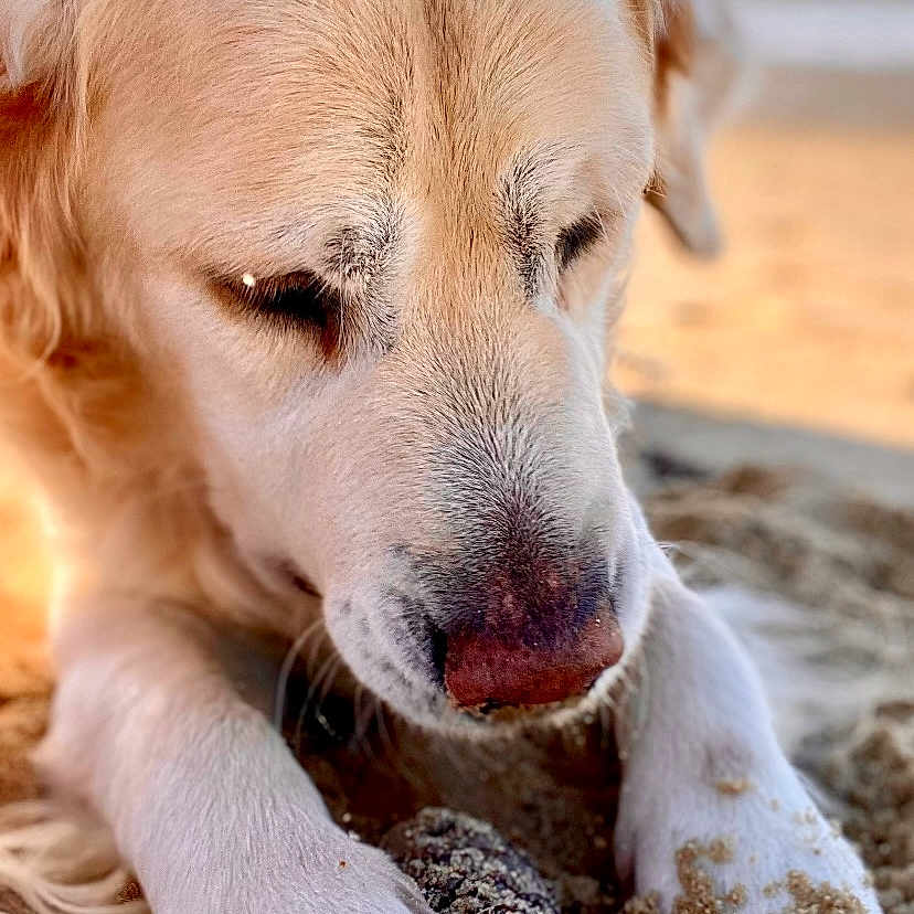 Ipanema a rejoint le concours — aidez-le/la à gagner de superbes lots ! animal, beach, canine, coast, cockerspaniel, dog, goldenretriever, hound, labradorretriever, nature, outdoors, person, pet, puppy, sea, shoreline, sleeping, snout, water, whitedog