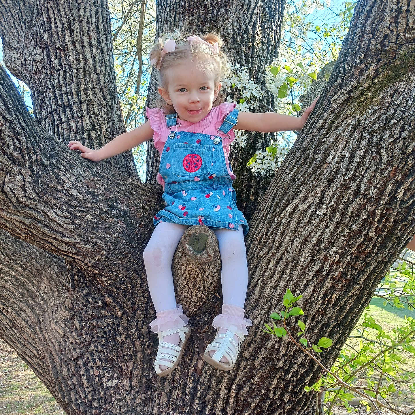Cynthia is registered to the contest to win money with this photo: child, girl, tree, outdoor, spring, flowers, denim_dress, pink_bows, white_tights, sandals, nature, sunlight, smile, playful, young, blossoms, greenery, park, cute, happy