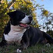 Rosie joined the competition — help win amazing prizes! dog, canine, pet, black_and_white, lying_down, grass, outdoor, nature, portrait, bokeh, trees, tongue, muzzle, paws, close_up, happy, resting, sunlight, animal, mammal