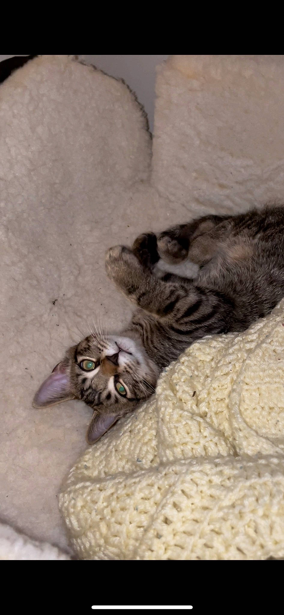 Kale is registered to the contest to win money with this photo: carnivore, cat, claw, comfort, domestic_short_haired_cat, fawn, felidae, fur, grey, nap, paw, sand, sleep, small_to_medium_sized_cats, snout, tail, terrestrial_animal, whiskers, wildlife, wood