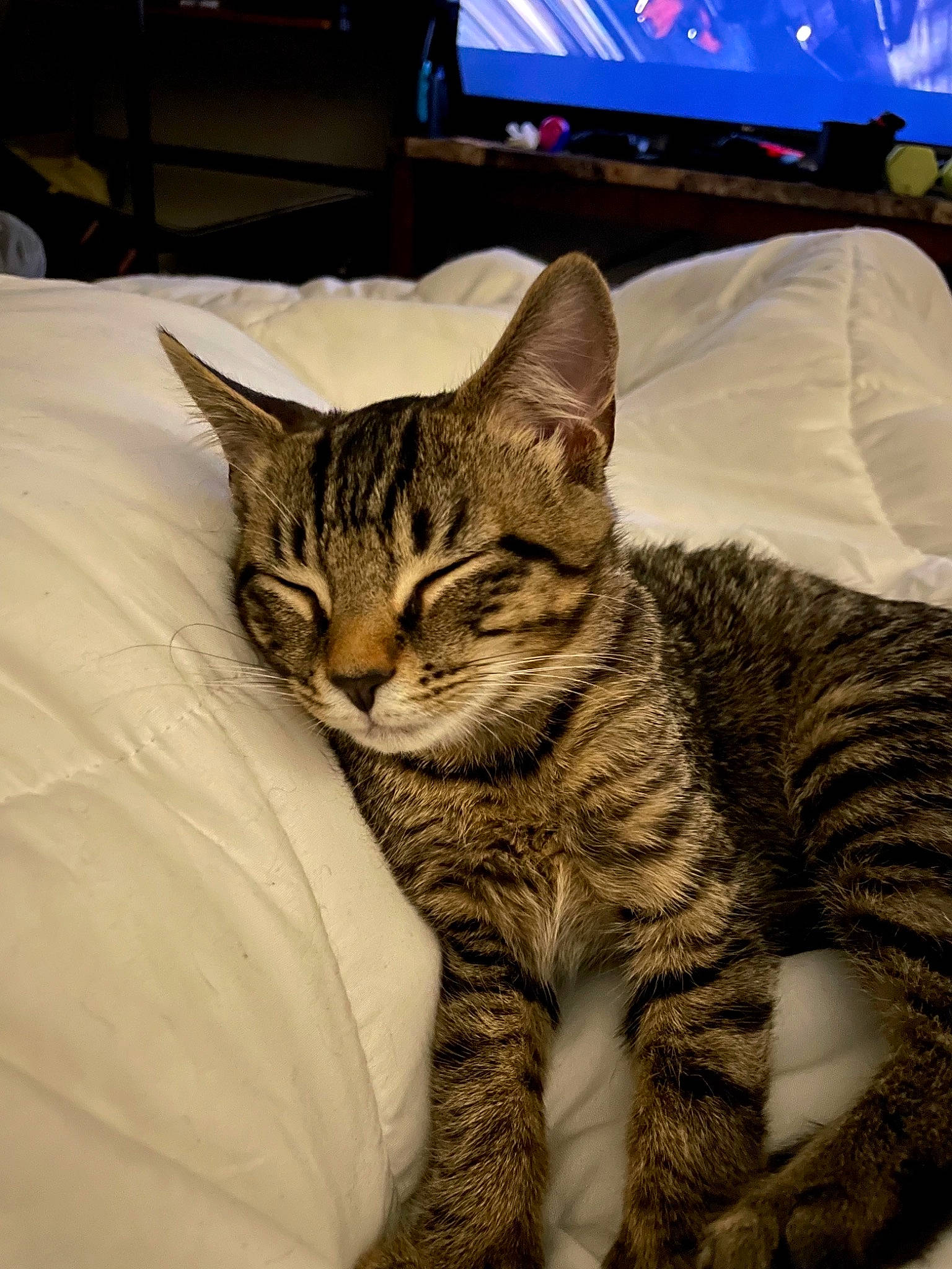 Kale joined the competition — help win amazing prizes! carnivore, cat, claw, comfort, domestic_short_haired_cat, felidae, fur, paw, sitting, small_to_medium_sized_cats, snout, terrestrial_animal, umbrella, whiskers, wildlife