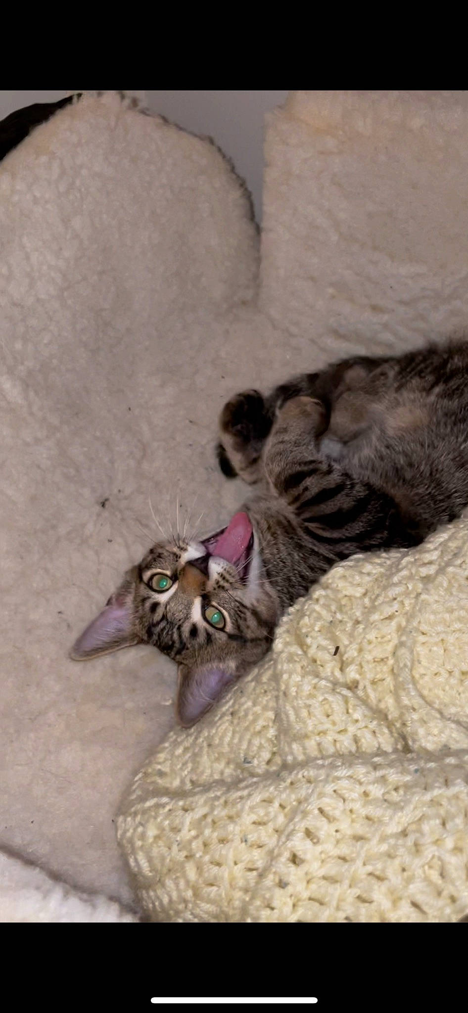 Kale joined the competition — help win amazing prizes! carnivore, cat, claw, comfort, domestic_short_haired_cat, fawn, felidae, fur, linens, nap, paw, sleep, small_to_medium_sized_cats, snout, tail, terrestrial_animal, whiskers, wildlife