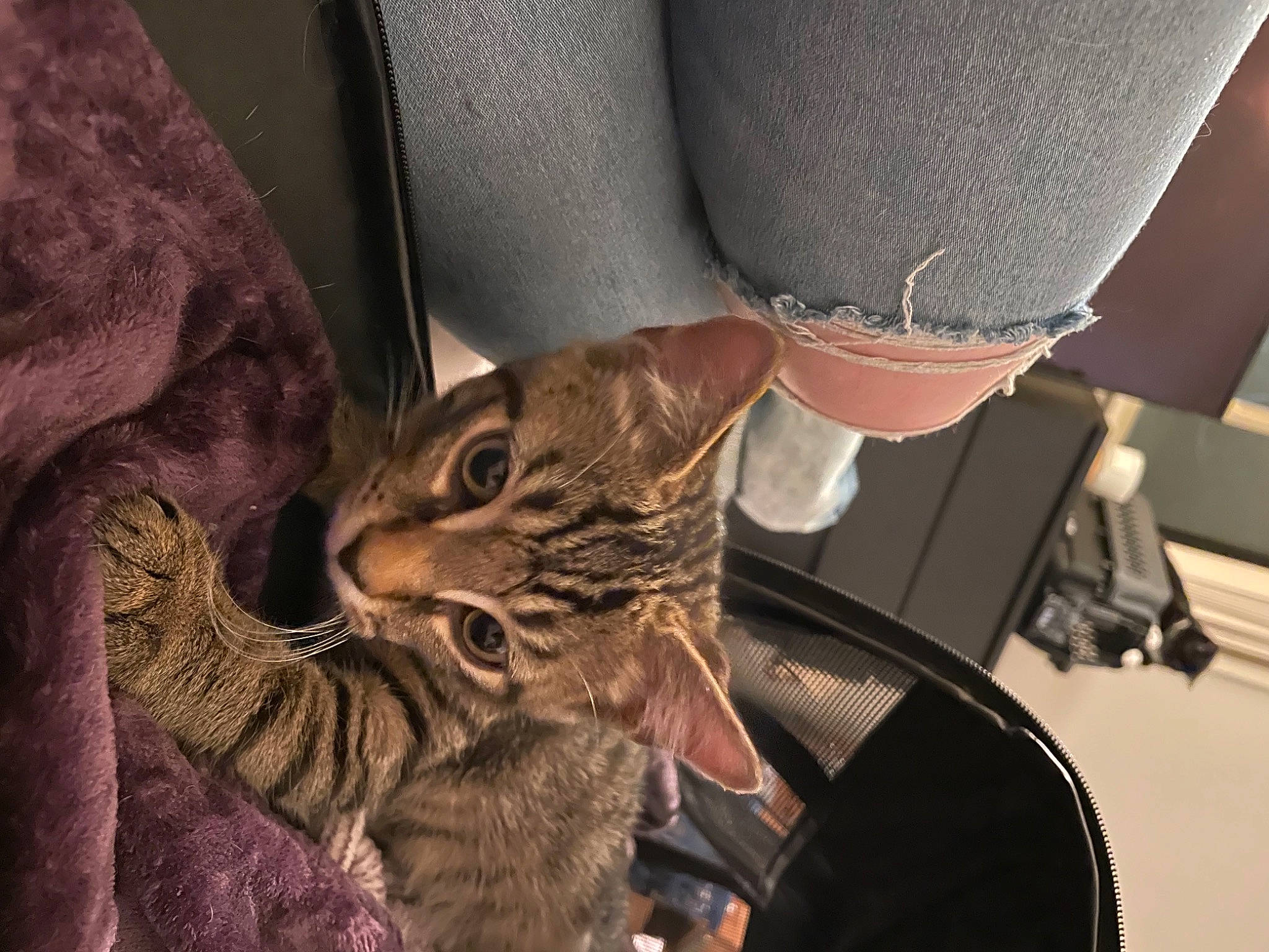 Kale is registered to the contest to win money with this photo: carnivore, cat, claw, comfort, domestic_short_haired_cat, fawn, felidae, fur, gesture, human_leg, metal, music, musical_instrument, paw, sleeve, small_to_medium_sized_cats, string_instrument_accessory, tail, whiskers, wildlife