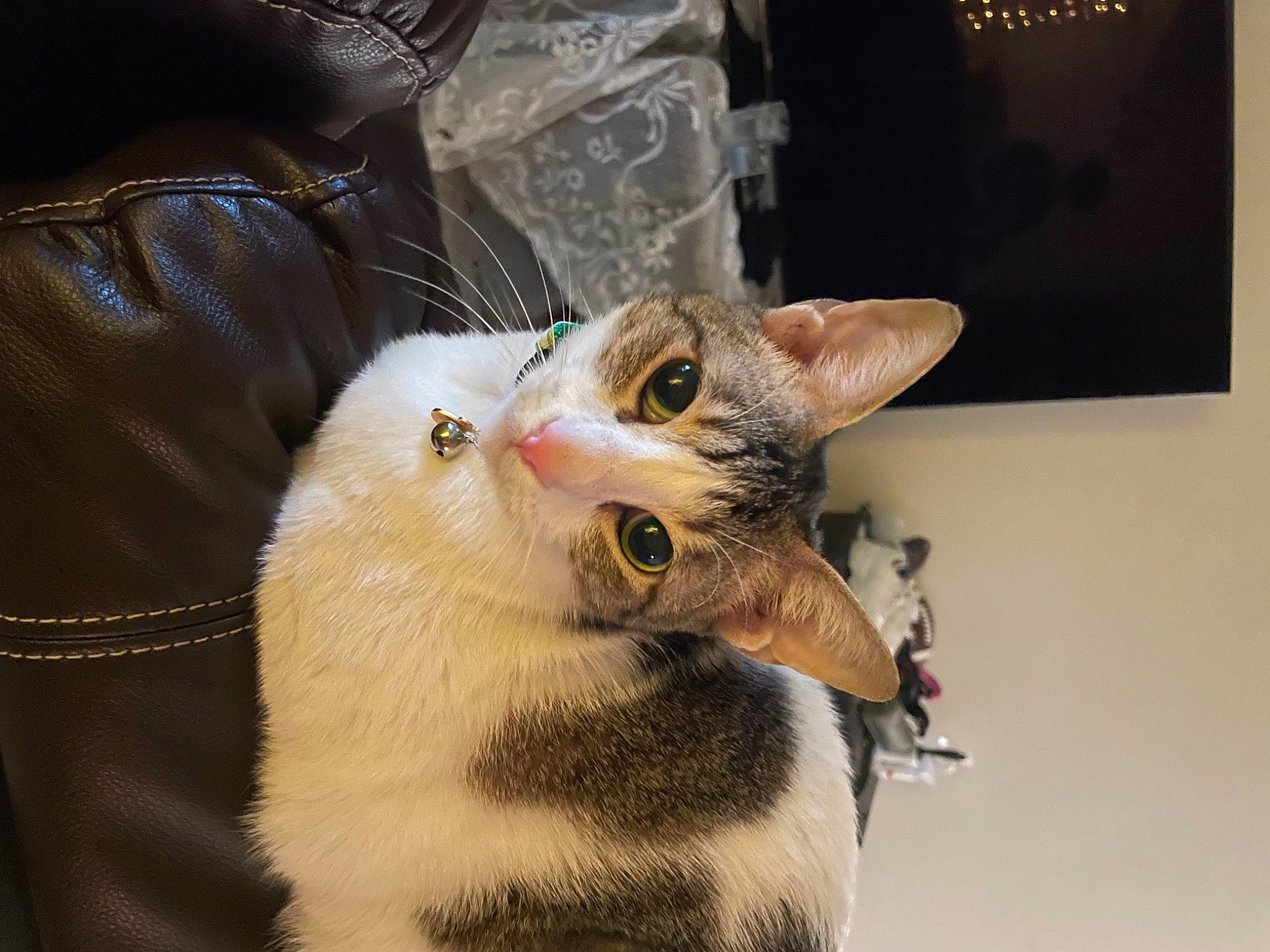 Callisto is registered to the contest to win money with this photo: carnivore, cat, claw, comfort, domestic_short_haired_cat, ear, eye, fawn, felidae, fur, paw, sleeve, small_to_medium_sized_cats, snout, tail, whiskers