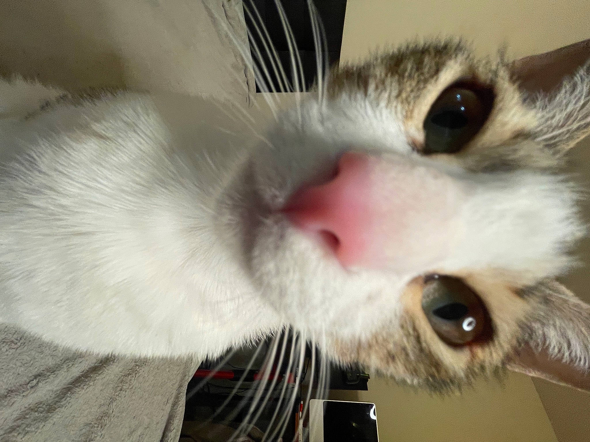 Callisto is registered to the contest to win money with this photo: carnivore, cat, domestic_short_haired_cat, ear, eye, eyelash, felidae, fur, iris, nose, paw, small_to_medium_sized_cats, snout, tail, whiskers