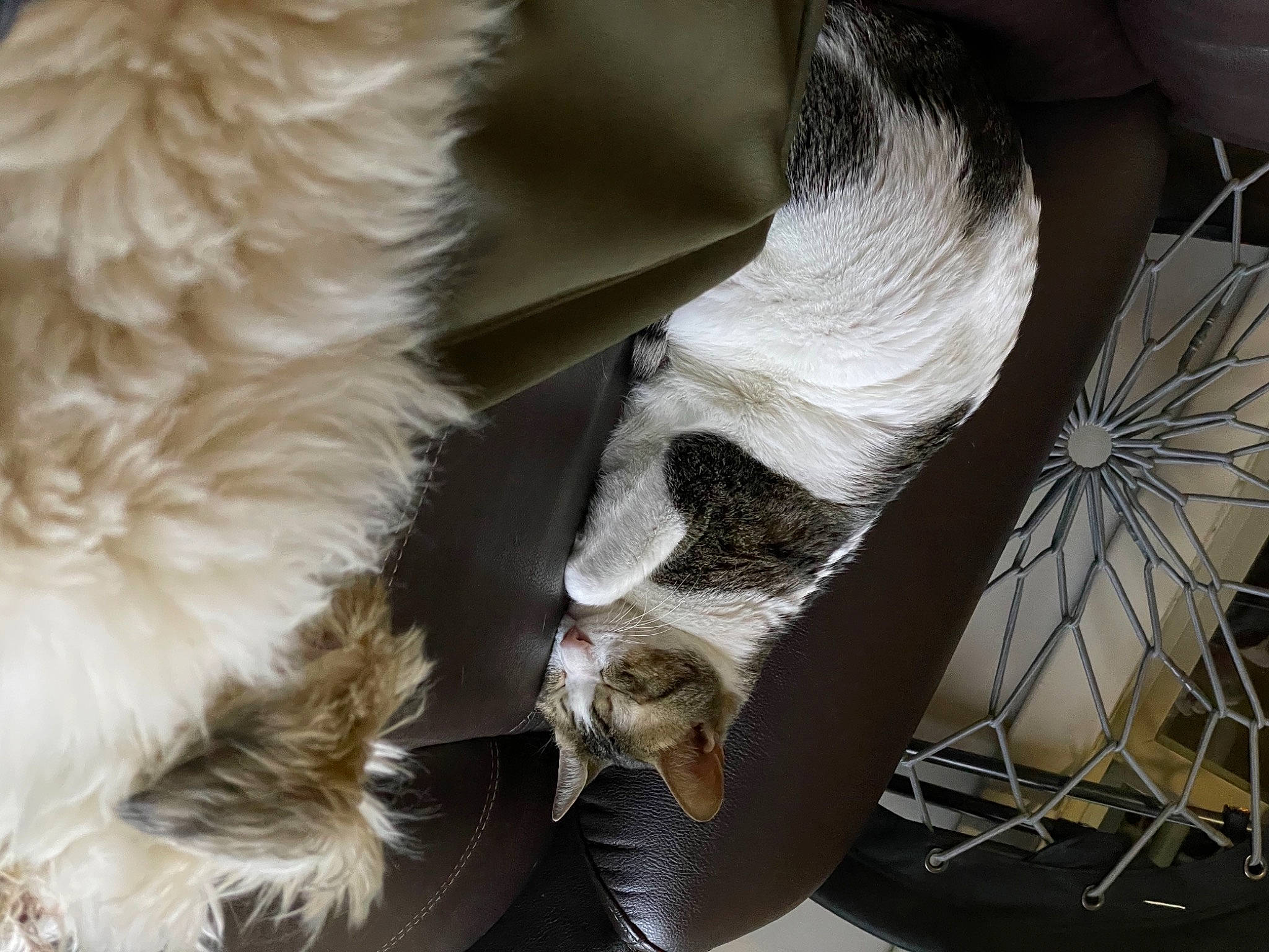 Callisto is registered to the contest to win money with this photo: canidae, carnivore, cat, claw, comfort, companion_dog, dog_breed, fawn, felidae, fur, human_leg, mammal, small_to_medium_sized_cats, snout, sporting_group, tail, terrestrial_animal, vertebrate, whiskers, working_animal