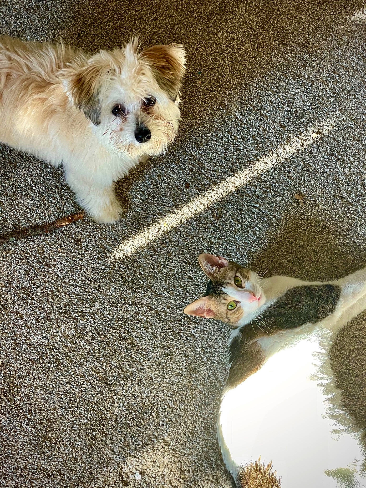 Callisto is registered to the contest to win money with this photo: asphalt, canidae, carnivore, companion_dog, dog, dog_breed, dog_clothes, dog_supply, fawn, fur, paw, road_surface, small_terrier, snout, sporting_group, tail, terrier, toy_dog, whiskers, working_animal