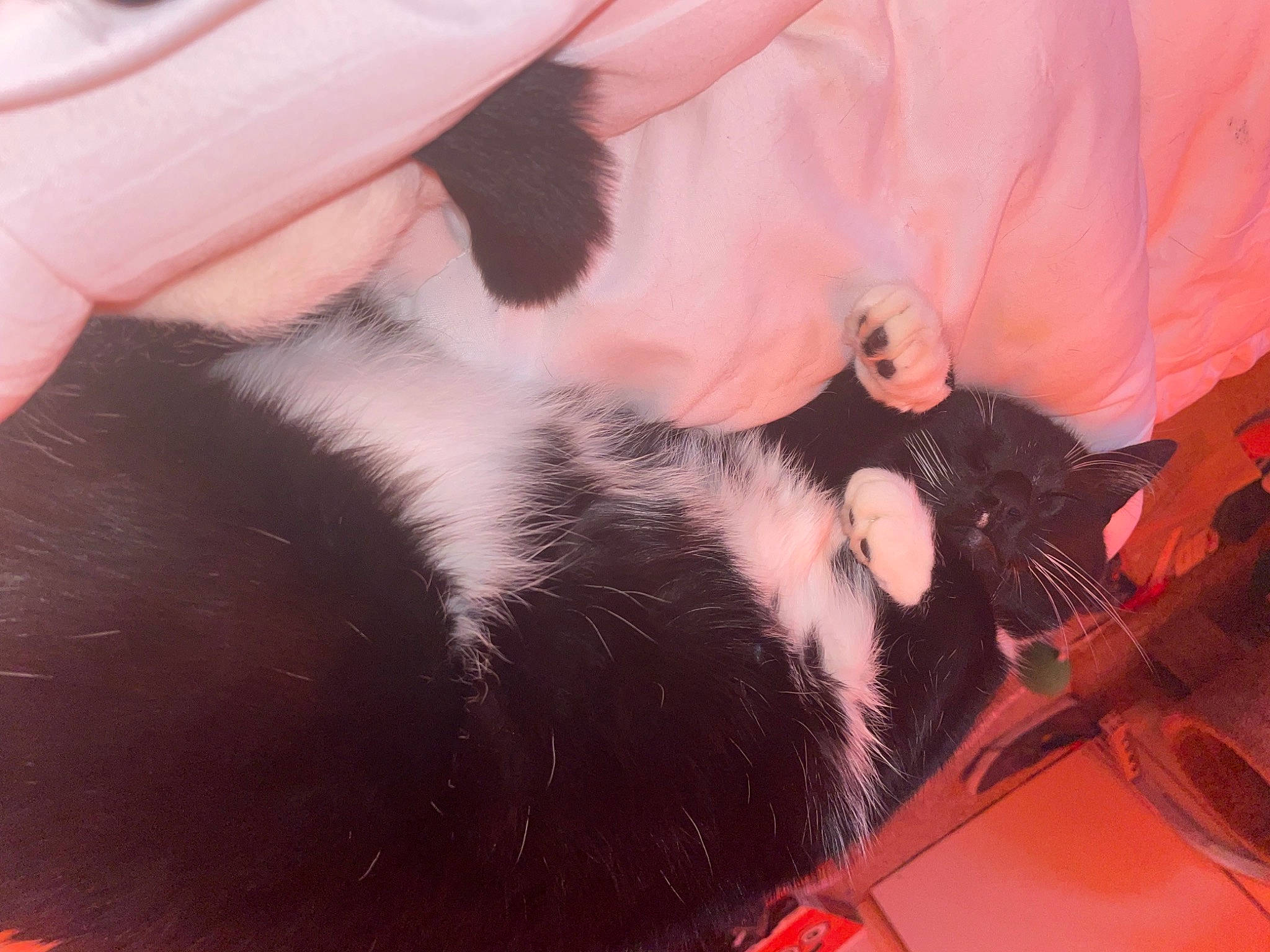 Alera joined the competition — help win amazing prizes! automotive_exterior, automotive_lighting, bumper, car, carnivore, cat, comfort, felidae, finger, gesture, hood, human_leg, lap, nail, personal_luxury_car, pink, small_to_medium_sized_cats, trunk, whiskers, window