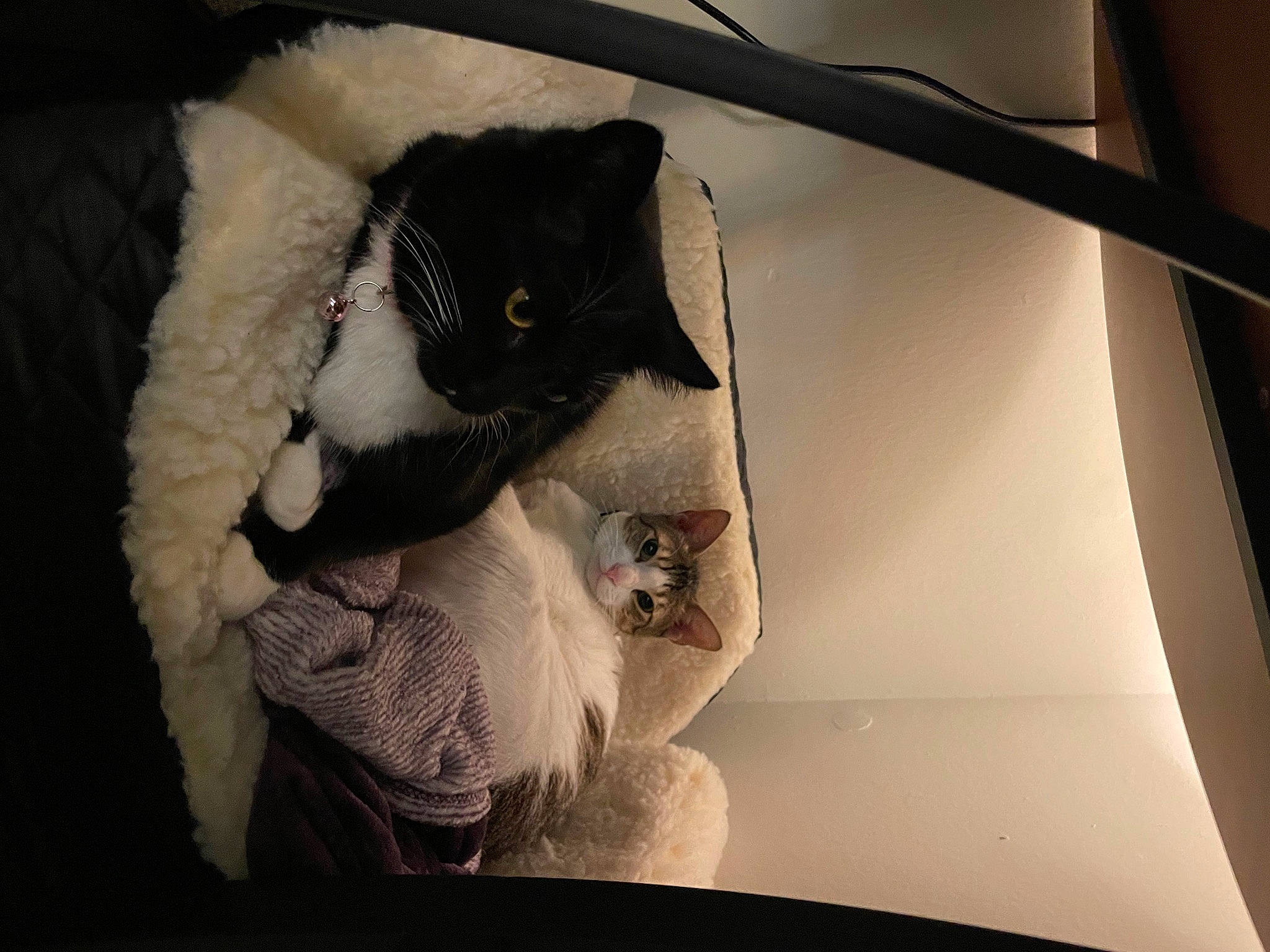 Alera joined the competition — help win amazing prizes! canidae, carnivore, cat, comfort, dog_breed, domestic_short_haired_cat, ear, fawn, felidae, fur, paw, room, small_to_medium_sized_cats, snout, stuffed_toy, tail, tints_and_shades, toy, whiskers, window