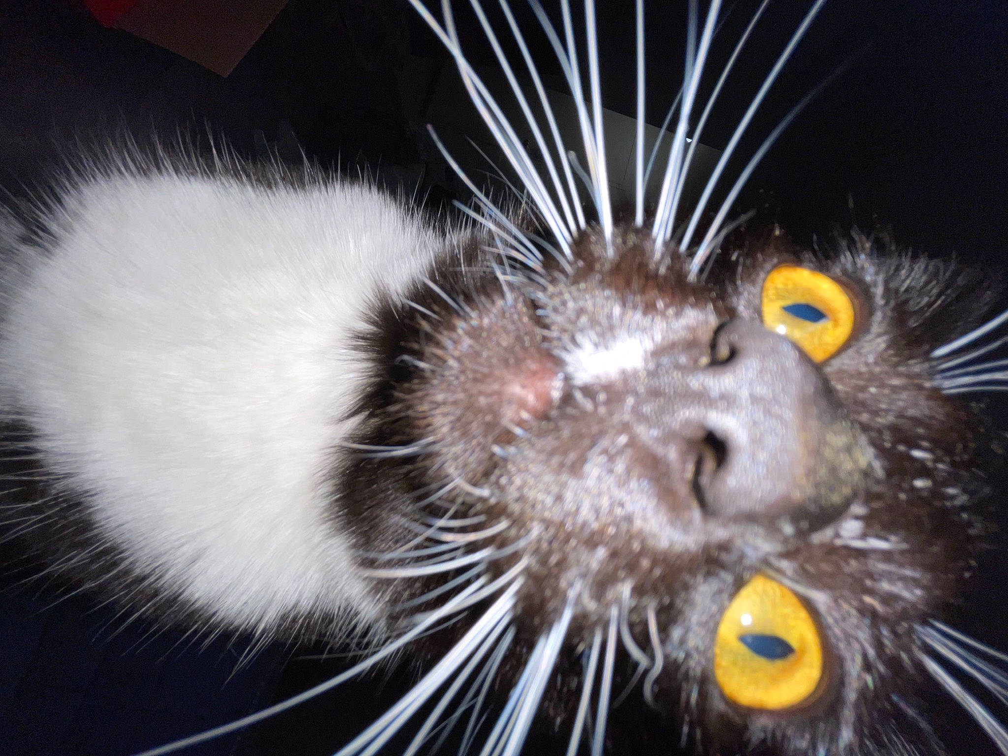 Alera joined the competition — help win amazing prizes! black_cat, carnivore, cat, claw, close_up, comfort, domestic_short_haired_cat, felidae, fur, macro_photography, paw, small_to_medium_sized_cats, snout, tail, terrestrial_animal, whiskers, wildlife