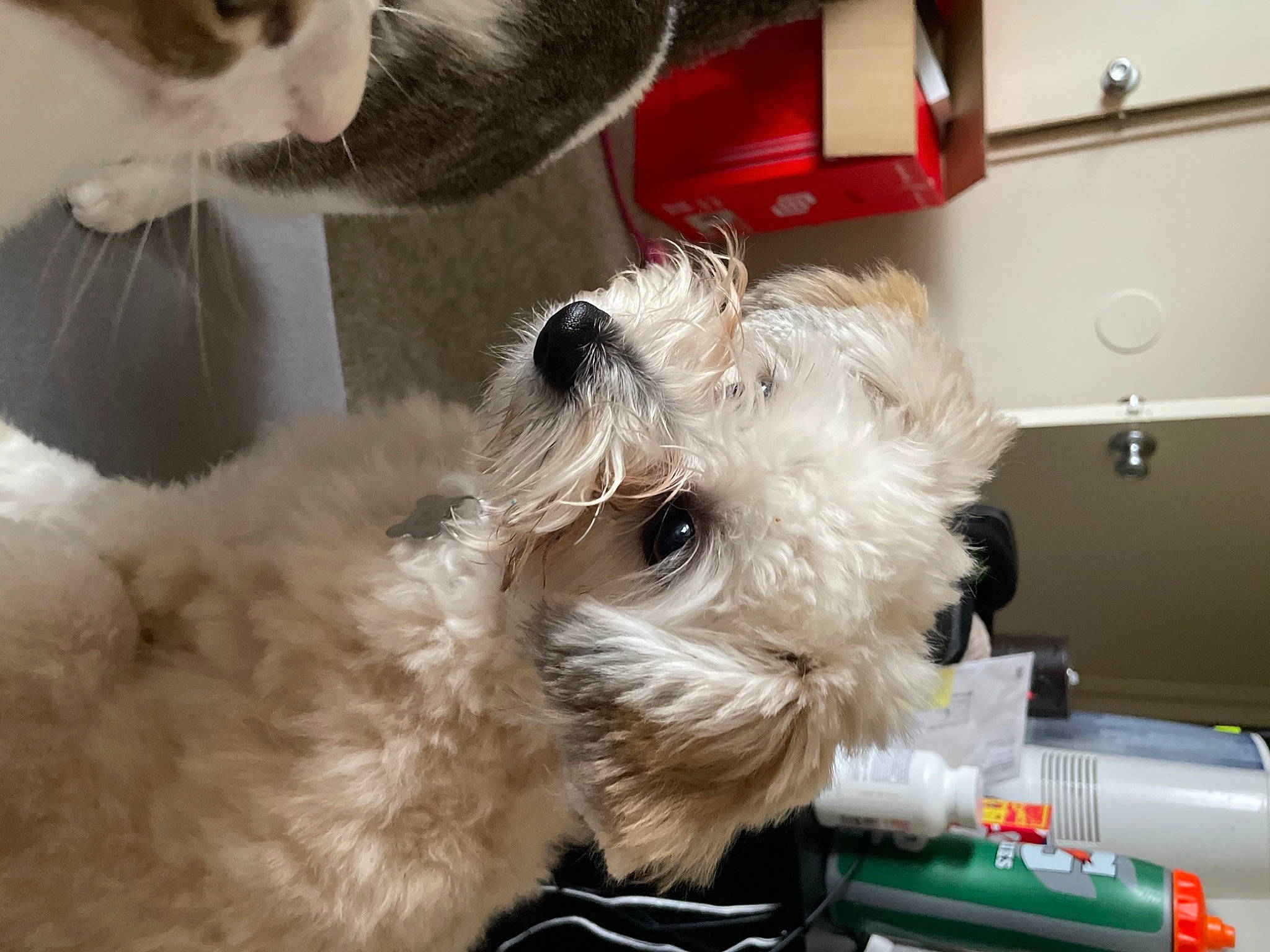 Jupiter is registered to the contest to win money with this photo: canidae, carnivore, cat, companion_dog, dog, dog_breed, dog_supply, felidae, fur, mammal, shih_poo, small_terrier, snout, sporting_group, stuffed_toy, terrier, toy, toy_dog, whiskers, yorkipoo