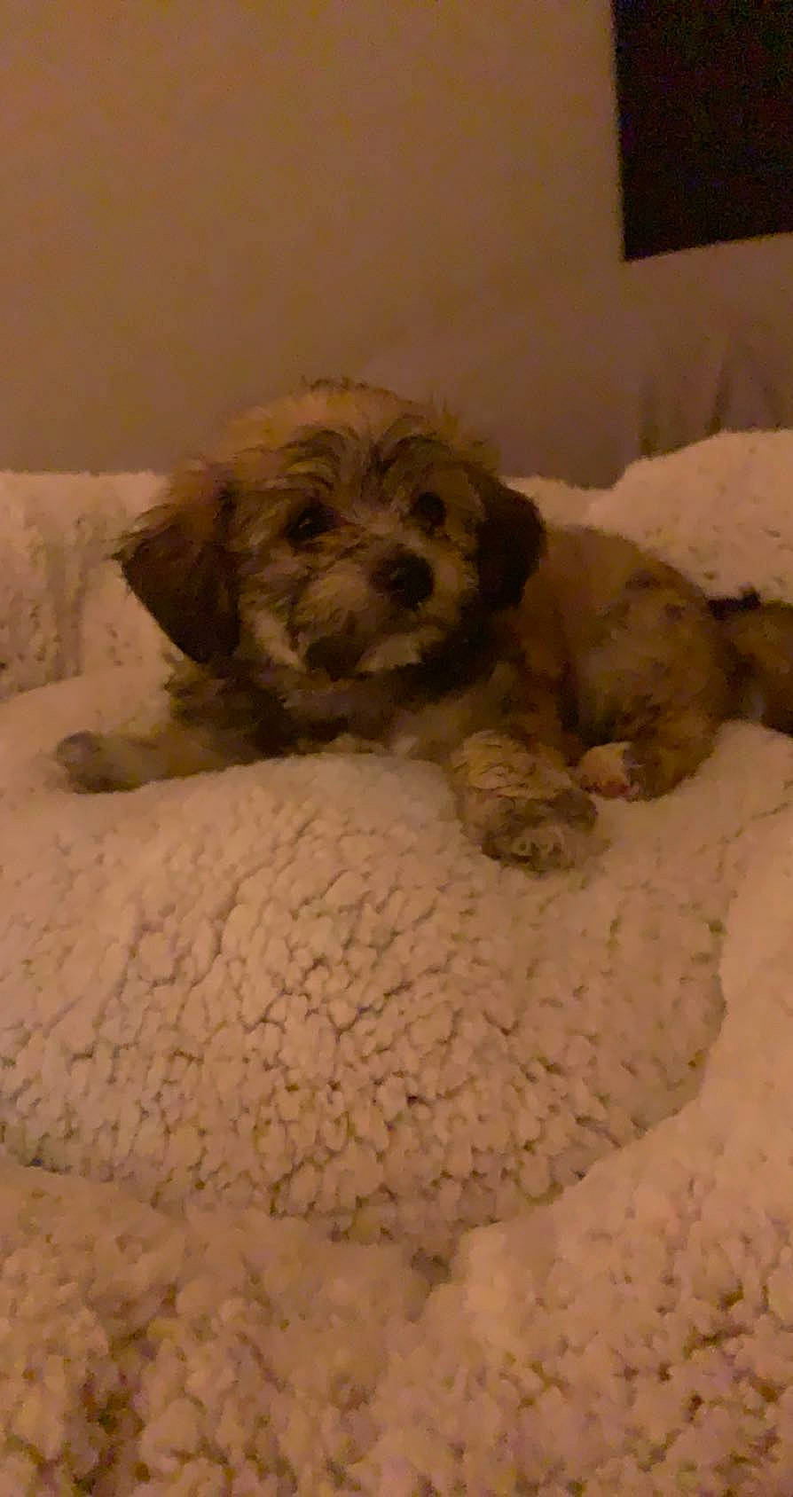 Jupiter joined the competition — help win amazing prizes! canidae, carnivore, comfort, companion_dog, dog, dog_bed, dog_breed, dog_supply, fawn, fur, liver, pet_supply, poodle_crossbreed, small_terrier, snout, sporting_group, terrier, toy_dog, water_dog, working_animal