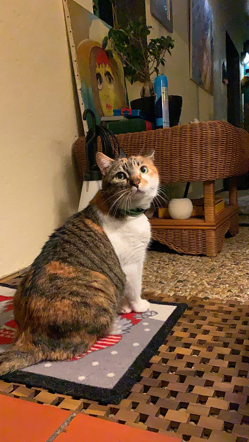 Clochette a rejoint le concours — aidez-le/la à gagner de superbes lots ! aegean_cat, american_shorthair, asian, carnivore, cat, domestic_short_haired_cat, dragon_li, european_shorthair, felidae, kitten, small_to_medium_sized_cats, tabby_cat, whiskers