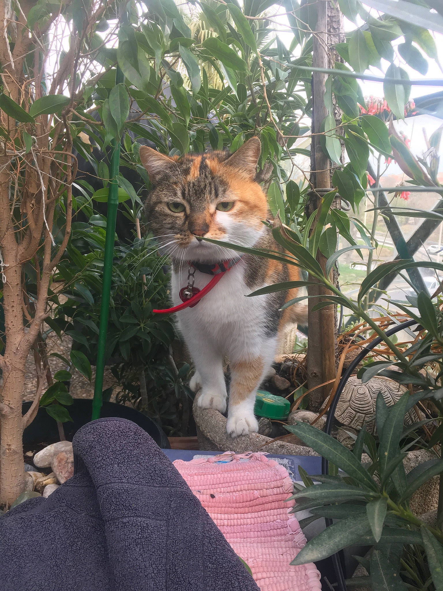 Clochette participe au concours pour gagner de l'argent avec cette photo : aegean_cat, carnivore, cat, domestic_short_haired_cat, european_shorthair, fawn, felidae, plant, small_to_medium_sized_cats, tree, whiskers, wild_cat, wildlife