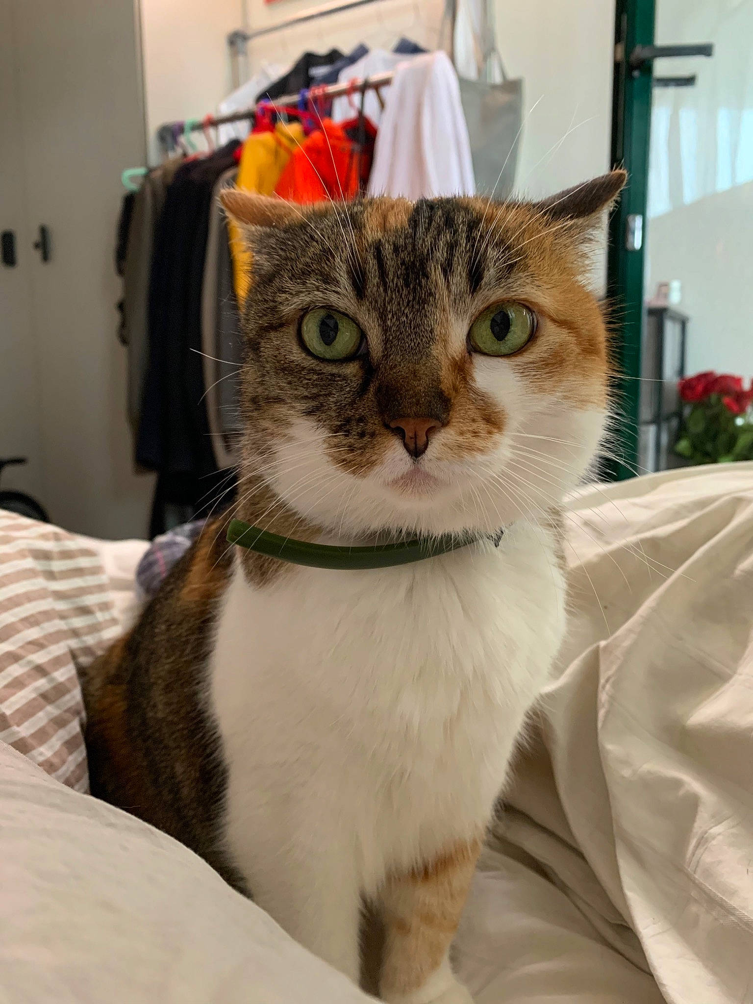 Clochette a rejoint le concours — aidez-le/la à gagner de superbes lots ! aegean_cat, american_shorthair, american_wirehair, asian, australian_mist, carnivore, cat, domestic_short_haired_cat, european_shorthair, felidae, kitten, mammal, singapura, small_to_medium_sized_cats, tabby_cat, whiskers