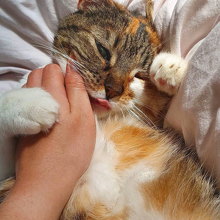 Clochette participe au concours pour gagner de l'argent avec cette photo : aegean_cat, american_wirehair, carnivore, cat, close_up, ear, european_shorthair, eye, felidae, fur, hand, leg, nap, nose, paw, sleep, small_to_medium_sized_cats, snout, tabby_cat, whiskers