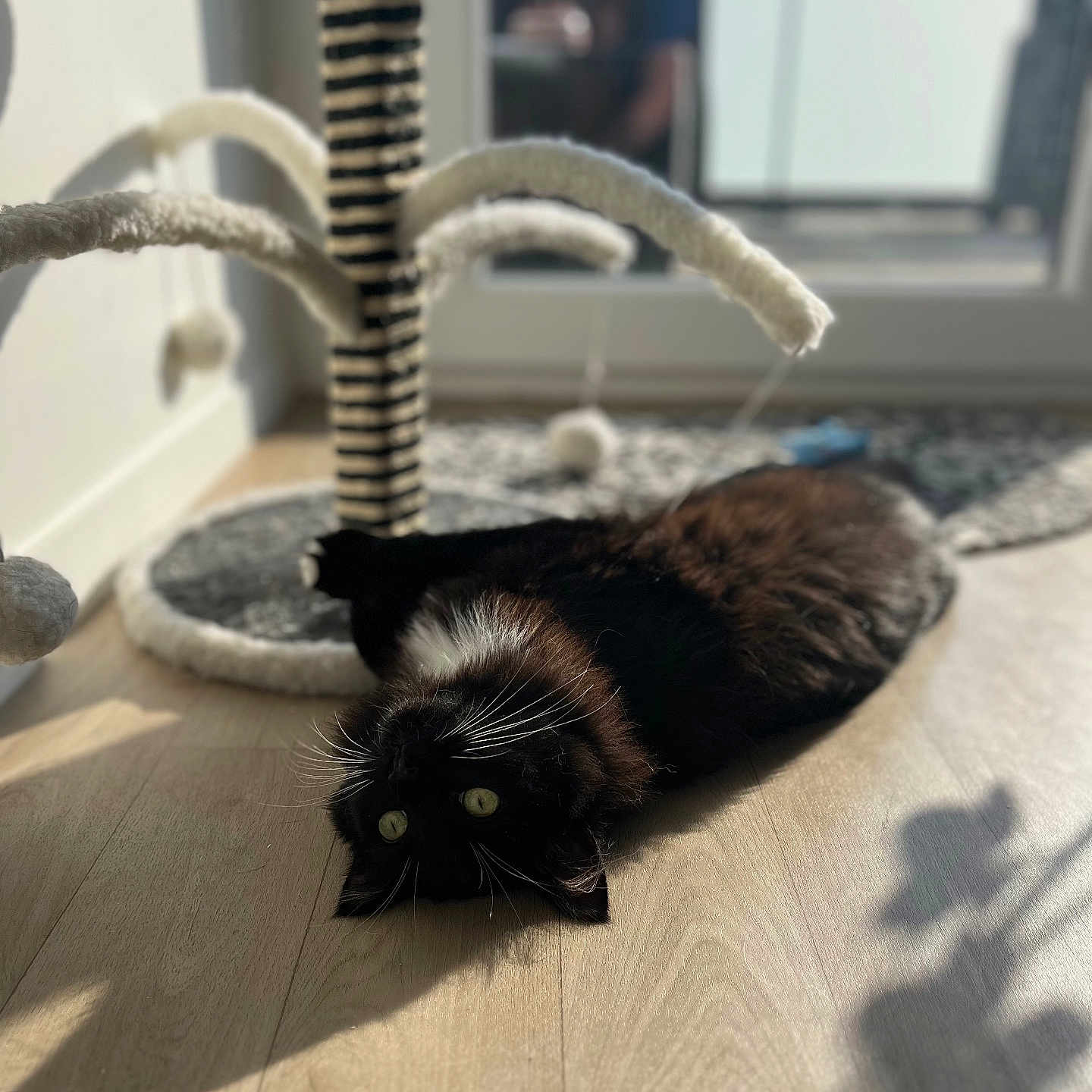 Yuna a rejoint le concours — aidez-le/la à gagner de superbes lots ! animal, black_cat, cat, cat_tree, cozy, domestic, floor, furniture, home, indoor, light, pet, playful, relaxed, resting, shadow, sunlight, whiskers, window, wooden_floor