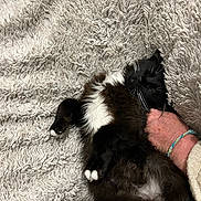 Yuna a rejoint le concours — aidez-le/la à gagner de superbes lots ! cat, black_and_white, fluffy, sleeping, relaxed, hand, bracelet, blanket, texture, cozy, pet, fur, whiskers, paw, resting, indoor, comfort, cute, animal, tuxedo_cat