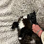 cat, black_and_white, fluffy, sleeping, relaxed, hand, bracelet, blanket, texture, cozy, pet, fur, whiskers, paw, resting, indoor, comfort, cute, animal, tuxedo_cat