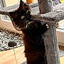 Yuna participe au concours pour gagner de l'argent avec cette photo : cat, black_cat, cat_tree, indoor, curious, climbing, feline, whiskers, wide_eyes, fur, paws, pet, playful, home, floor, rug, window, scratching_post, toy, cozy