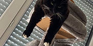 Yuna participe au concours pour gagner de l'argent avec cette photo : cat, black_cat, cat_tree, indoor, window, blinds, stretching, feline, pet, relaxed, whiskers, paws, fur, home, animal, resting, multi_level, gray, vertical, modern