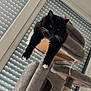 cat, black_cat, cat_tree, indoor, window, blinds, stretching, feline, pet, relaxed, whiskers, paws, fur, home, animal, resting, multi_level, gray, vertical, modern