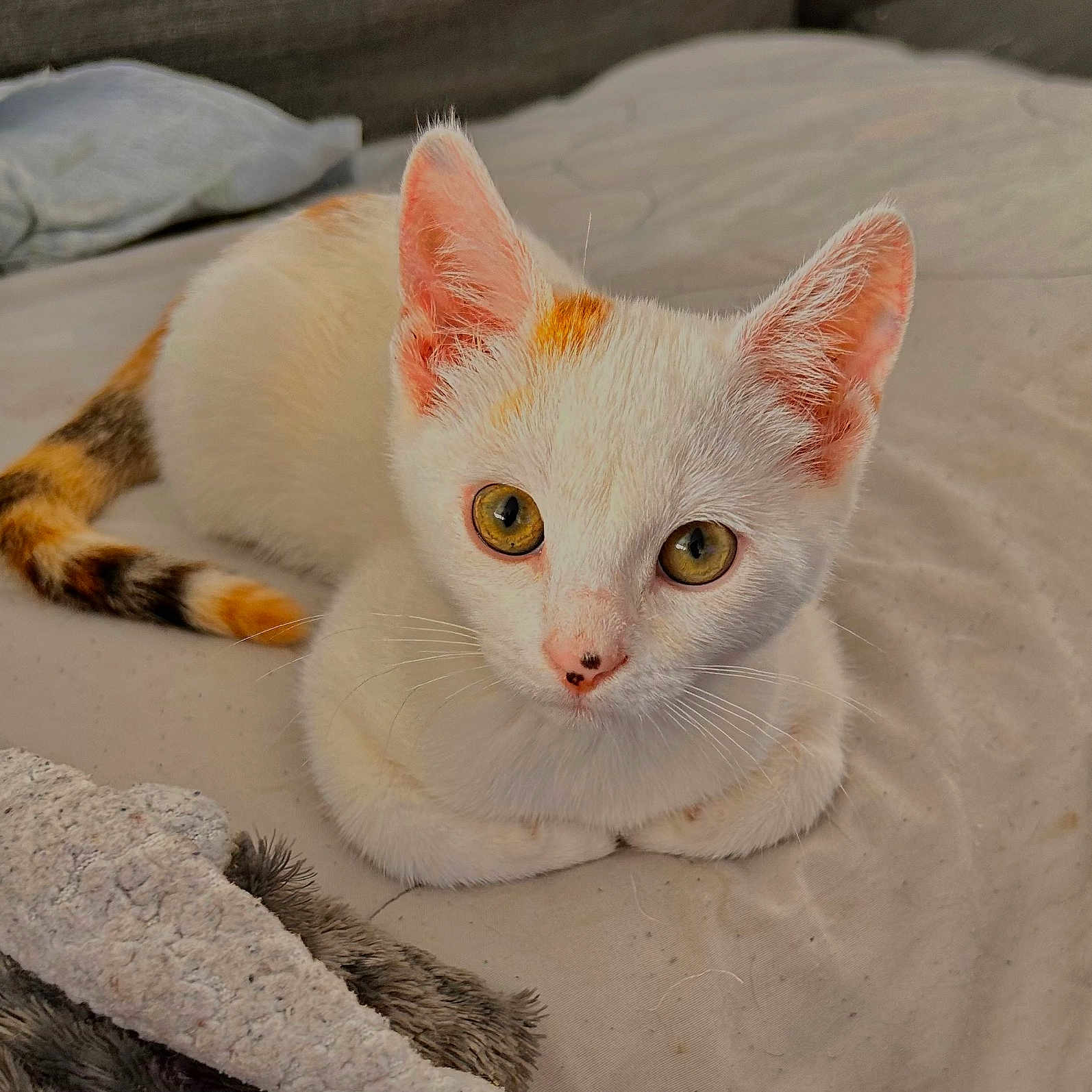Reiki a rejoint le concours — aidez-le/la à gagner de superbes lots ! abyssinian, angora, animal, bed, blanket, cat, furniture, kitten, manx, pet, siamese, white