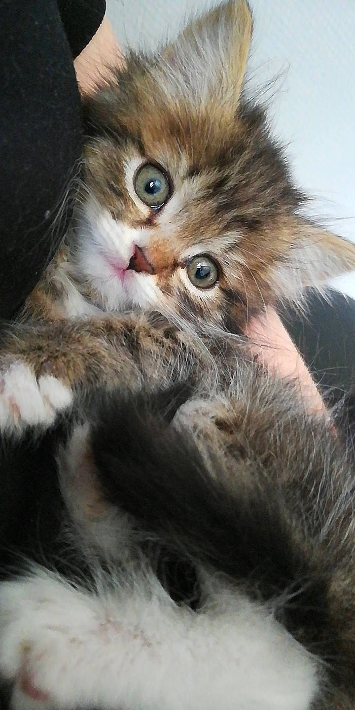 Gimli a rejoint le concours — aidez-le/la à gagner de superbes lots ! british_longhair, carnivore, cat, claw, close_up, domestic_short_haired_cat, eye, fawn, felidae, fur, gesture, iris, paw, small_to_medium_sized_cats, snout, tail, terrestrial_animal, whiskers, wildlife