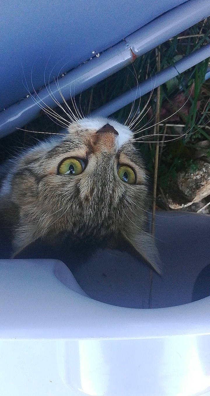 Gimli a rejoint le concours — aidez-le/la à gagner de superbes lots ! carnivore, cat, claw, close_up, domestic_short_haired_cat, electric_blue, felidae, flowerpot, fur, grass, plant, rim, small_to_medium_sized_cats, snout, tail, terrestrial_animal, twig, whiskers, wildlife, window