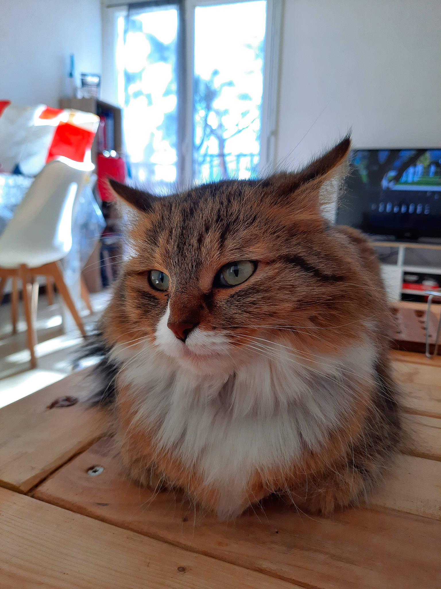Gimli participe au concours pour gagner de l'argent avec cette photo : carnivore, cat, chair, domestic_short_haired_cat, fawn, felidae, flooring, fur, hardwood, laminate_flooring, maine_coon, plank, small_to_medium_sized_cats, snout, varnish, whiskers, window, wood, wood_flooring, wood_stain